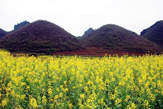 Điểm đầu tiên trên con đường khám phá Cao nguyên đá Đồng Văn, du khách ngỡ ngàng trước cánh đồng cải vàng đẹp như trong cổ tích dưới chân núi đôi Quản Bạ.