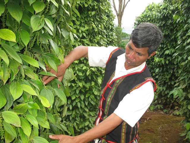 Giá tiêu ổn định ở mức cao, cho nên cây tiêu trở thành cây trồng chủ lực ở Tây Nguyên và giúp hàng nghìn hộ nông dân thoát khỏi đói nghèo, vươn lên khá giả.