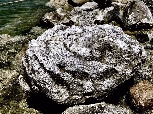 Độc đáo san hô hóa thạch năm nghìn năm ở Việt Nam