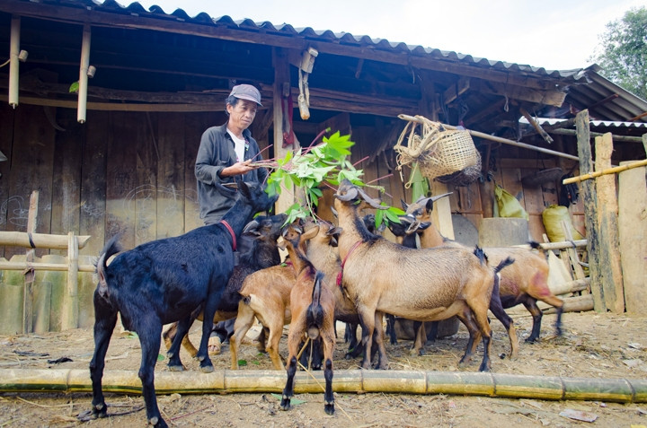Ông Chang A Sùng, bản Dê Dàng 1, xã Sính Phình, huyện Tủa Chùa (Điện Biên) chăm sóc đàn dê.