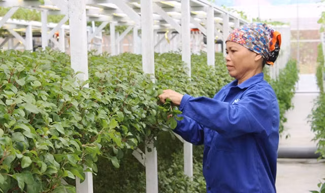 Trồng rau ứng dụng công nghệ cao tại xã Tiến Xuân. Ảnh: ÁNH NGỌC