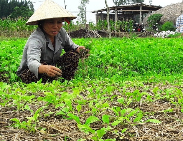 Nông dân xã Quảng Lộc, huyện Quảng Xương chăm sóc rau vụ đông