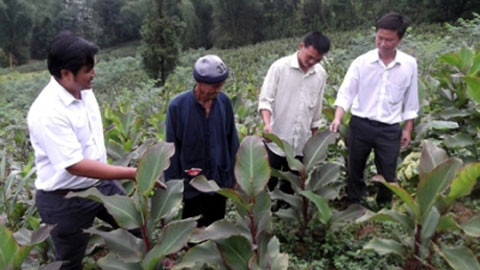 Cây dong riềng góp phần xóa nghèo, nâng cao thu nhập của người dân xã Tả Nhìu, huyện Xín Mần, Hà Giang.