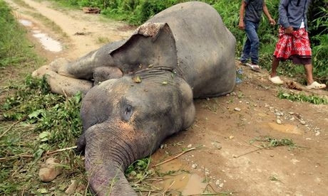 Cá thể voi Sumatra chết do bị đầu độc.