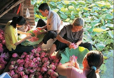 Trà ướp sen Hồ Tây, thú ẩm thực tao nhã, một nét văn hóa đặc trưng của người Hà Nội.           Ảnh: AN THÀNH ÐẠT