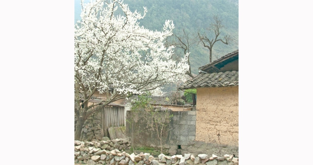 Ảnh : Mạnh Trường 