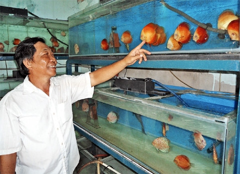 Anh Lê Thanh Long bên bể cá đĩa giống của mình.