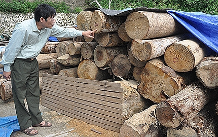 14,3 mét khối gỗ giả mạo dấu búa đang được thu giữ tại Hạt Kiểm lâm Chợ Đồn. 