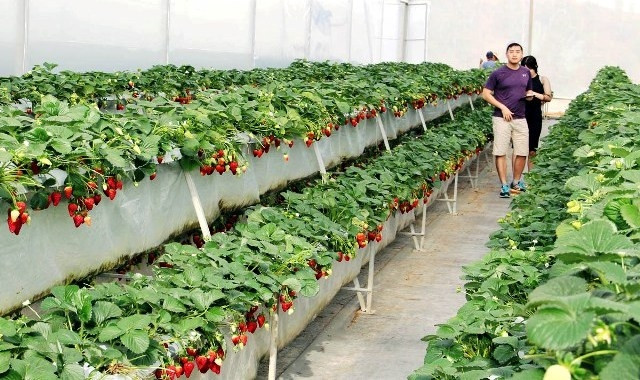 Du khách trải nghiệm tại vườn dâu đang mùa trĩu quả.