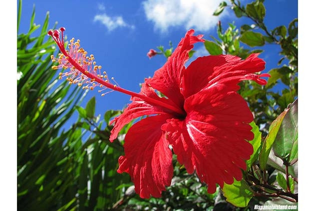 Hoa dâm bụt tội nghiệp