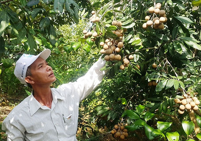 Mô hình trồng cây ăn quả của người dân xã Phú Long, huyện Nho Quan (tỉnh Ninh Bình) cho thu nhập cao, ổn định. Ảnh: THÁI BÁ