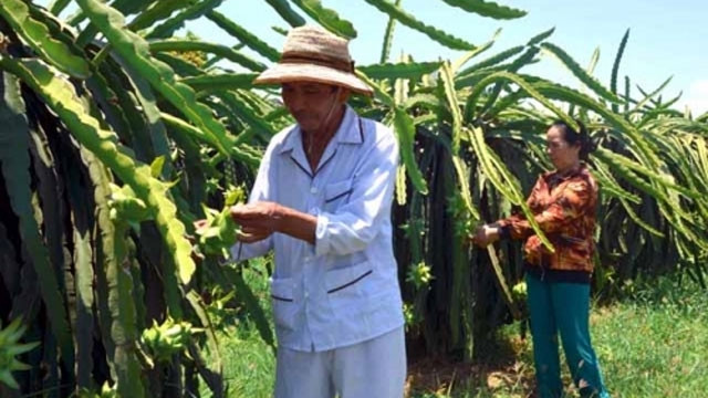 Bài 1: Sản xuất theo GAP còn quá "khiêm tốn"