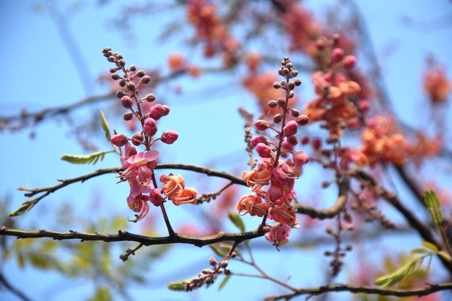 Những chùm bông ô môi đẹp nao lòng.