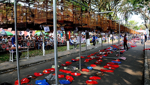 Liên hoan lần này có hơn 600 chú chim chào mào, vành khuyên, đến từ hơn 60 CLB chim cảnh toàn quốc.