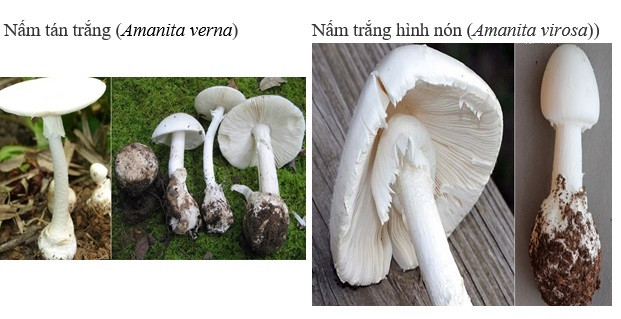 Bốn loại nấm cực độc thường gặp ở Việt Nam
