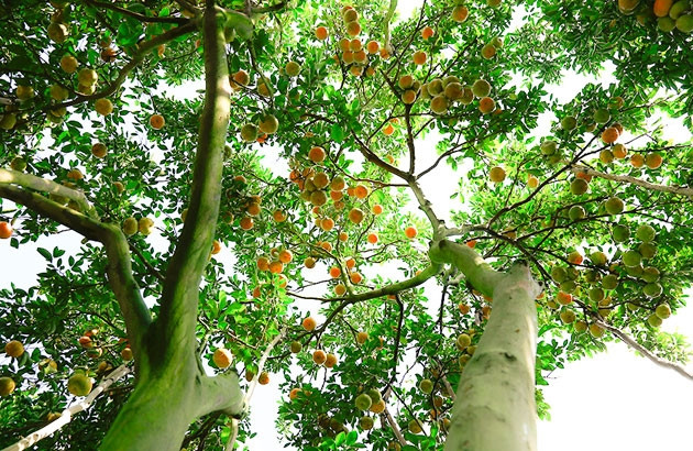 Vườn quýt hồng Lai Vung (Đồng Tháp).