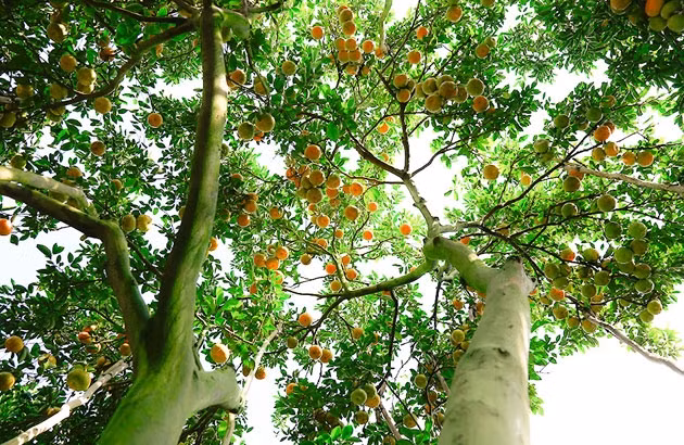 Vườn quýt hồng Lai Vung (Đồng Tháp).