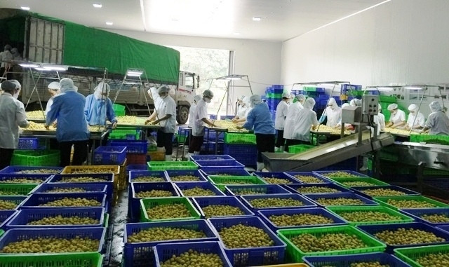 Chế biến mơ xuất khẩu ở CTCP thực phẩm xuất khẩu Đồng Giao.