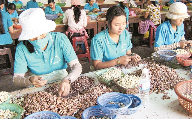Công nhân đang chế biến nhân hạt điều xuất khẩu.
