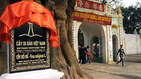 Cây Bồ đề 200 tuổi làng Quỳnh Đô. (Ảnh: Internet)