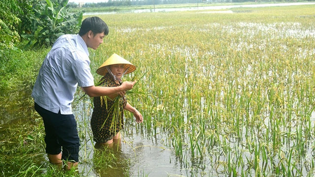 40 ha lúa của nông dân khối 12, thị trấn Hưng Nguyên vào kỳ thu hoạch chìm trong nước lũ. Ảnh: THANH PHÚC