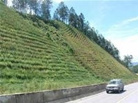 Cỏ Vetiver trồng trên mái taluy<br>dọc đường Hồ Chí Minh.