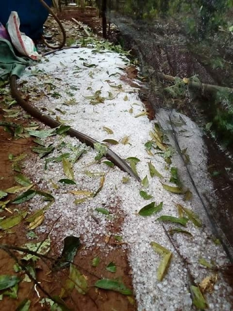 Cơn mưa đá kéo dài gần một giờ, tàn phá nhiều diện tích cây trồng của người dân ở huyện Krông Búk.