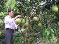 Giá trái cây giảm mạnh: Ai giúp nông dân giảm thiệt hại?