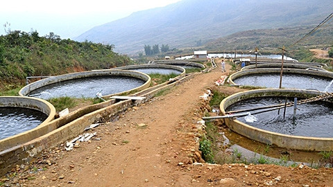 Ao nuôi cá hồi của các hộ dân tại Sapa.