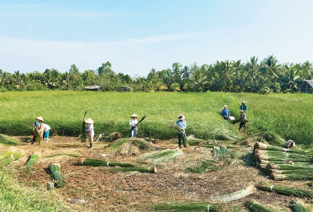 Cánh đồng lác ở Vũng Liêm vào mùa thu hoạch.