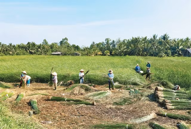 Cánh đồng lác ở Vũng Liêm vào mùa thu hoạch.