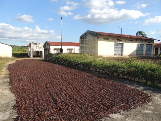 Khuôn viên cơ quan trở thành sân phơi cà phê.