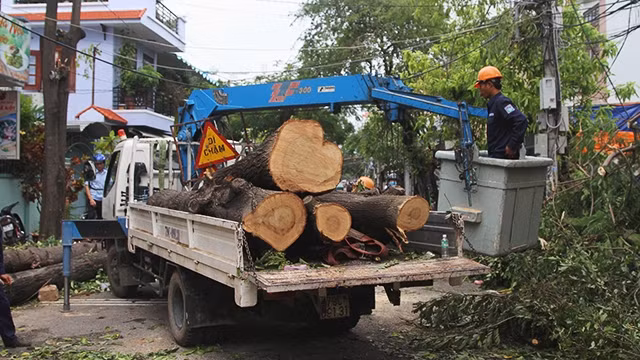 Lực lượng chức năng vận chuyển cây đổ tại TP Nha Trang (Khánh Hòa) để việc đi lại cho người dân được thuận lợi.