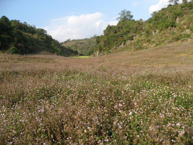Hoa cỏ Mộc Châu