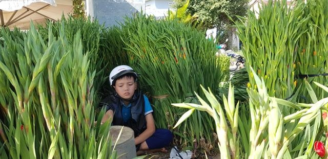 Ảm đạm làng trồng hoa Bình Ngọc những ngày giáp Tết.