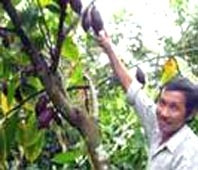 Sẽ có ngành ca cao ở Việt Nam?