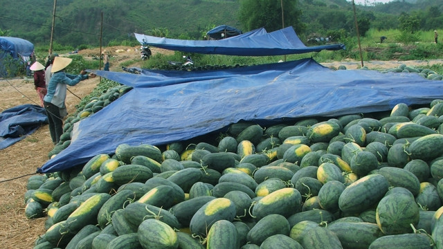 Giá dưa rớt từ 6.000 đồng/kg xuống 3.500 đồng/kg, người trồng dưa Phú Yên lao đao. 
