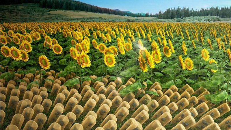 SunBOT (ở phía trước của ảnh) là vật liệu nhân tạo đầu tiên có thể cơ động như hoa hướng dương để đối mặt theo hướng mặt trời.