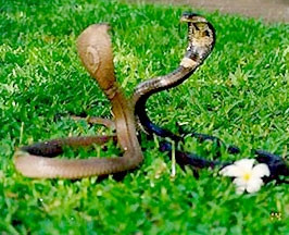 Cấp cứu khi bị rắn cắn