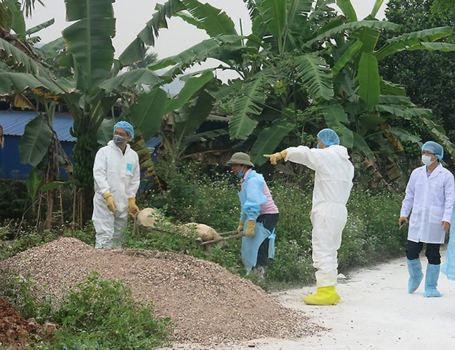Cơ quan chức năng tiêu hủy lợn dịch tại xã Chính Mỹ, huyện Thủy Nguyên (TP Hải Phòng).