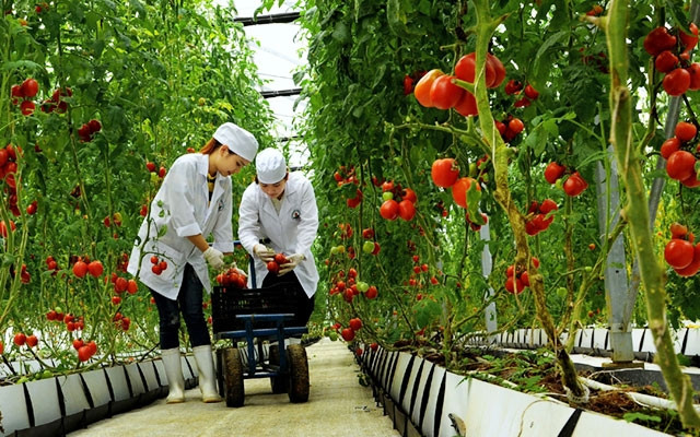 Công nhân Công ty Lasuco (Thanh Hóa) thu hoạch cà chua trồng trong nhà kính. Ảnh: TRƯƠNG BÁ VINH