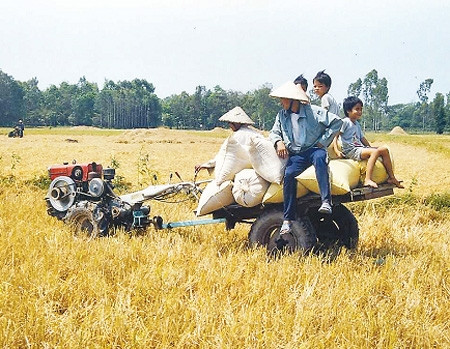 Thu hoạch lúa trên "cánh đồng liên kết" tại huyện Tháp Mười (Đồng Tháp).