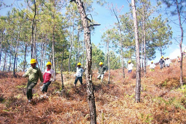 Tuần tra bảo vệ rừng tại Lâm Đồng.