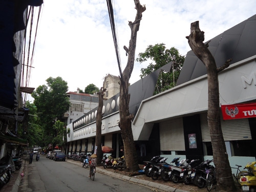 Ba cây xà cừ bị bức hại trên phố Phó Đức Chính.