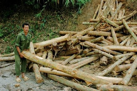 Phải rất vất vả và tốn kém, nhân dân xã Hà Hiệu mới đưa được gỗ rừng ra đường giao thông để bán.