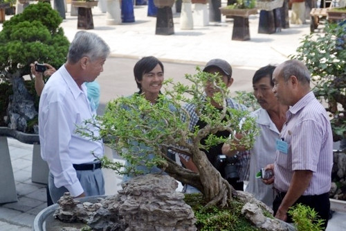 Những cây cảnh quý luôn thu hút sự quan tâm của nhiều người.