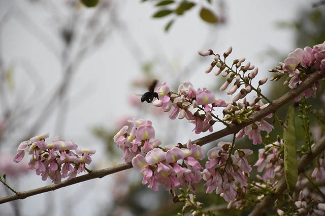 Đỗ mai trong nắng tháng ba