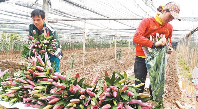 Nông dân Tây Tựu thu hoạch hoa ly nở sớm.