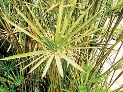 Cây thủy trúc được trồng trong bể lọc để khử mùi tanh của nước giếng khoan.