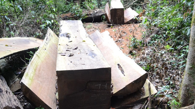 Gỗ được lâm tặc khai thác, tập kết tràn lan tại tiểu khu 1133 thuộc khu bảo tồn thiên nhiên Nam Nung.